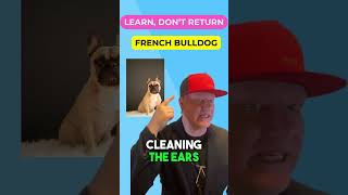 Are French Bulldogs Aggressive The TRUTH Revealed [upl. by Ahsemit]