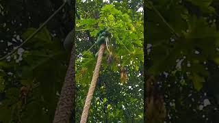 Brownheaded barbetBirdnaturebirds🐦 පොළොස් කොට්ටෝරුවා🐦 [upl. by Awhsoj]