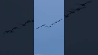 Common Pipistrelle Bat And Roosting Canada Geese birds avian nature bats [upl. by Catharina563]