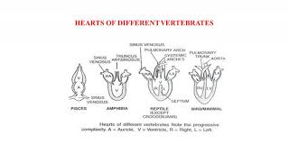 COMPARATIVE ANATOMY OF HEART OF VERTEBRATES [upl. by Lorelei]