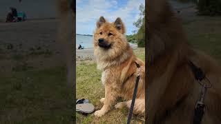 Time really flies 🕓 dog time eurasier [upl. by Inoliel]