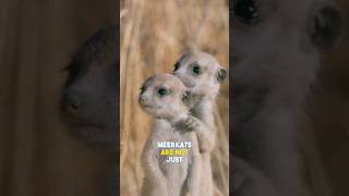 How are meerkats immune to snake venom meerkat meerkats facts fact wildlife animalsfacts [upl. by Etak198]