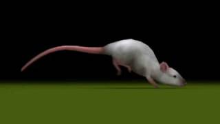 Rat running loop [upl. by Gordan]