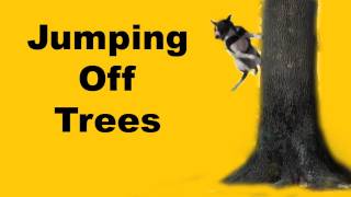 Bouncing off trees clicker dog training [upl. by Sherrie28]