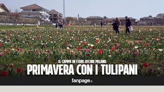 In volo sul campo di tulipani più grande dItalia quotSono il simbolo della primaveraquot [upl. by Rezzani]