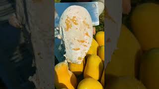 Sweet Mango 🥭🥭 harvesting in our Garden  Amazing Mango Fruits satisfying mango youtubeshorts [upl. by Touber54]