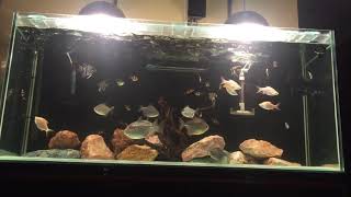 100 gallon community tank  Silver Dollar Tinfoil barb Tiger Barbs Clown Loach Boesmani Rainow [upl. by Desmund]