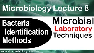 Microbiology lecture 8  bacterial identification methods in the microbiology laboratory [upl. by Eiralc670]