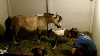 Live Birth Of A Cute Miniature Horse [upl. by Ecidnak]