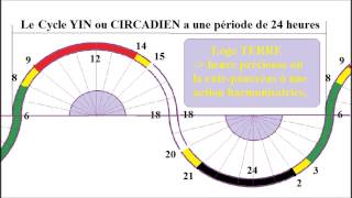 Shiatsu 720 Le cycle YIN ou CIRCADIEN et les rythmes biologiques [upl. by Llehcar529]