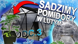 Amatorska Uprawa Warzyw Odc3  Sadzimy pomidory w szklarni w LUTYM [upl. by Leeland]