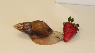 🐌 GIANT African Snail eating Strawberry 🍓 PetSnail [upl. by Drud400]