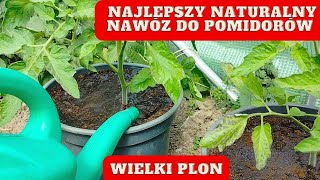 Pierwsze nawożenie pomidorów Jak nawozić pomidory NAJWAŻNIEJSZE ZASILENIE [upl. by Audie468]