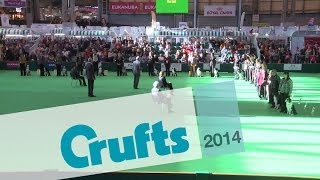 Obedience Dog Championships  Short Highlights  Crufts 2014 [upl. by Onitnevuj218]