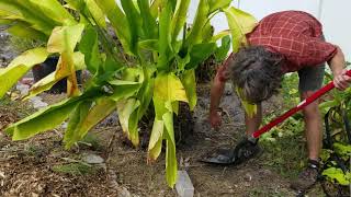 Propagating Large Heliconia Heliconia pendula x bihai  The Carrington Jungle [upl. by Alet]