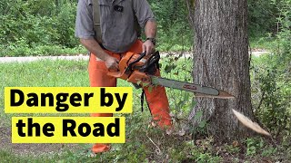 Clearing Land Felling Trees By the Road  Tractor Stump Grinder [upl. by Aiciled]