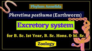 Pheretima posthuma  Excretory system  Zoology [upl. by Hose687]