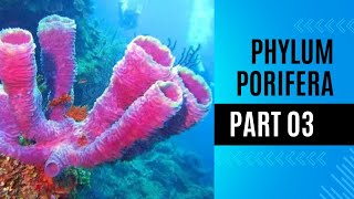 Classification of sponges  phylm porifera [upl. by Goto669]