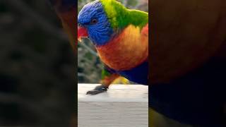 Beautiful Birds in the world  Rainbow Lorikeet Action [upl. by Artimid]