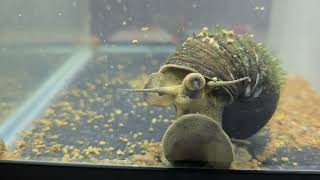 Snail cleaning the tank [upl. by Erbes]