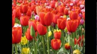 Tulips From Amsterdam BY Johnny Weaver [upl. by Dimitris967]