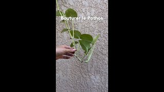 BOUTURER le POTHOS ou LIERRE du DIABLE🌿FACILE [upl. by Kannan888]