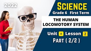 SCIENCE  Grade 6  The Human locomotory system 2  Unit 4  Lesson 2 [upl. by Nhojleahcim]