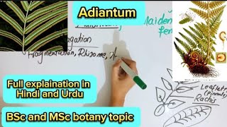 AdiantumSporophyteGametophyBsc and MSc botany topic [upl. by Drofhsa55]