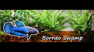 200L Aquarium  Paludarium Borneo Swamp Biotope [upl. by Akimert]