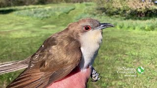 Blackbilled Cuckoo  Nature Near You [upl. by Kataway]