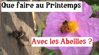 Comment avoir des abeilles  Et autres activités de printemps [upl. by Anikahs106]