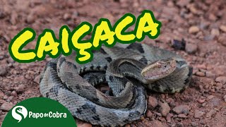 Caiçaca  Bothrops moojeni  Cobras Brasileiras 22  Papo de Cobra [upl. by Aihsad468]