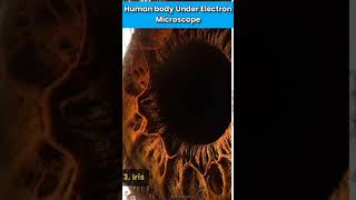 Human Body Under Electron Microscope Part2 shorts ytshorts humanbody biology [upl. by Nomit]