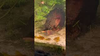 Gold laser Corydora babies in 3 species community aquariumfish corydoras [upl. by Det]