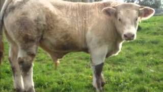 Vente promotionnelle dans les élevages Bovins Charolais de Côte dOr [upl. by Tirreg]