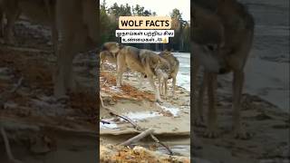 Facts about wolves ஓநாய்கள் பற்றிய சில உண்மைகள் wolf wolffacts wolves bioworld tamil bw [upl. by Ethelin]