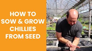 How to sow amp grow chillies from seed [upl. by Damien]