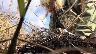 Hiding in the grass watching the quest for Jerusalem artichokes or sunchokes [upl. by Free]