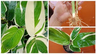 Variegated Arrowroot Plant Care And Fertilizer  How To Separate Variegated Arrowroot plant [upl. by Jilly580]