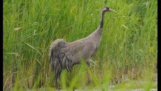 Crane at Hickling Broad [upl. by Enier]