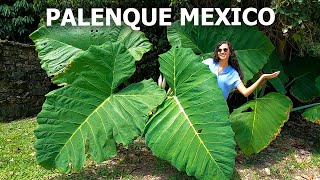 JOURNEY TO PALENQUE 🇲🇽 MEXICOS BEST MAYAN RUINS TRAVEL CHIAPAS [upl. by Rastus]