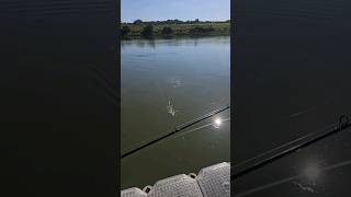 Whopper Plopper lure fishing [upl. by Alilahk]