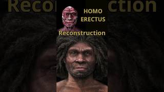 I made a Homo Erectus reconstruction from Scratch  Must see😮paleoartshorts paleontology [upl. by Tolman]