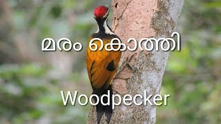 Woodpecker മരംകൊത്തി [upl. by Ainslee989]