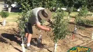 Backyard Orchard Demo  First Summer Pruning [upl. by Aissyla]