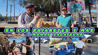 Pajaretes De Momax Zacatecas 1003 [upl. by Silohcin]