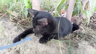 Cute Baby Cat Playing  Black Kitten [upl. by Mitinger845]