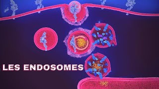 endosomes شرح بالدارجة🔥 [upl. by Flatto]