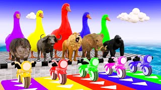 5 Giant Duck Cartoon Cow Elephant Tiger Paint Wild Animals Crossing Fountain Animation [upl. by Eerbua613]