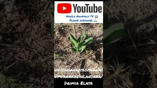 UNtonganazibomvauMfanakazihlanjanaDrimia Elata By Kholo Khumalo TV 📺 [upl. by Gainor]